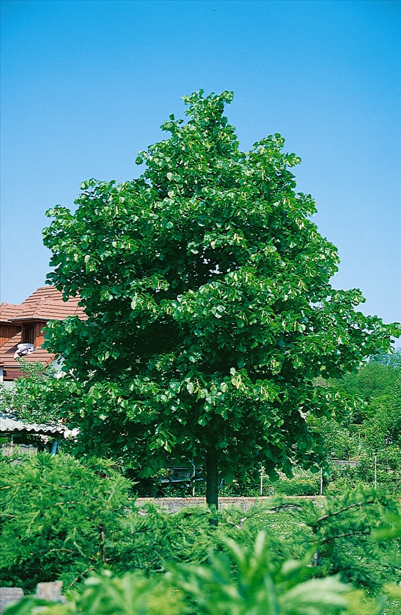 Tilia cordata