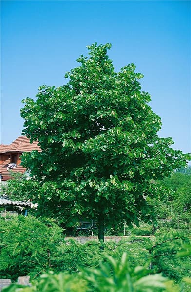 Tilia cordata