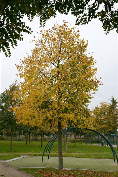 Tilia cordata