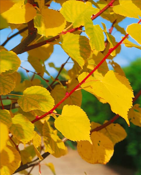 Tilia cordata Winter Orange