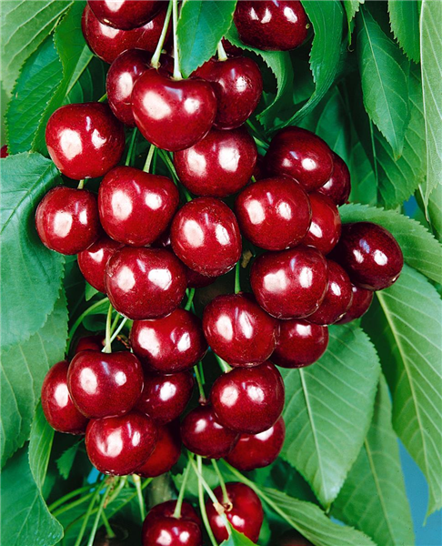 Prunus avium 'Valeska'