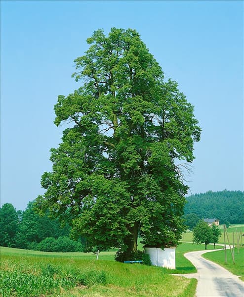 Tilia cordata