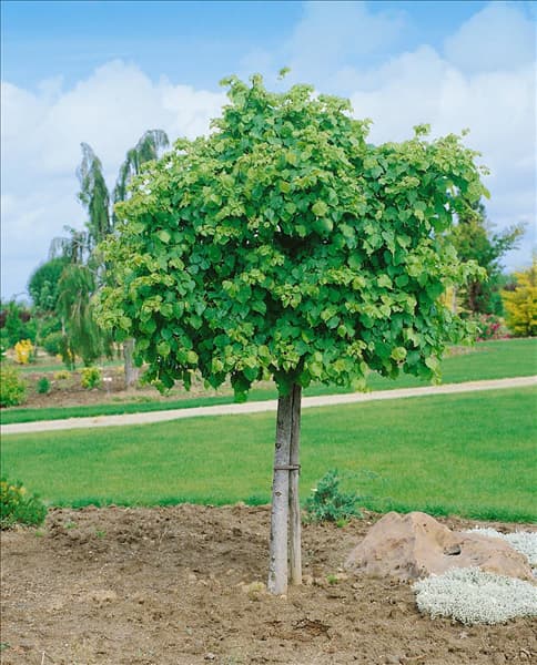 Tilia cordata Lico