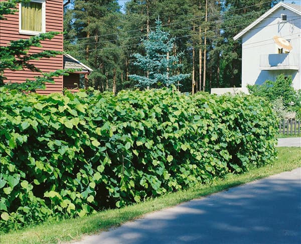 Tilia cordata