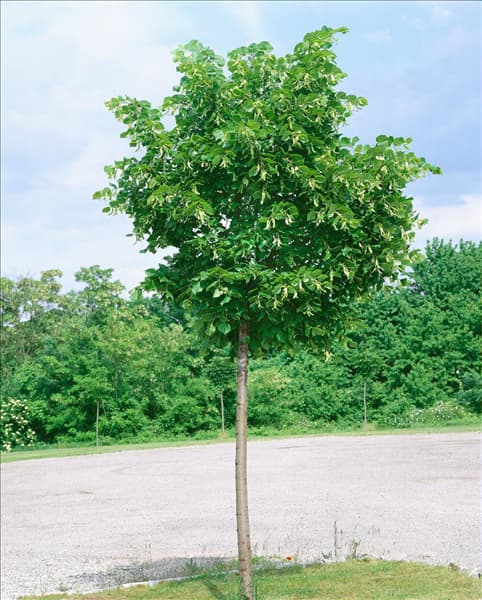 Tilia cordata