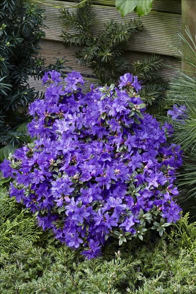 Rhododendron impeditum Saint Merryn