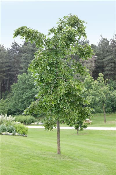 Tilia cordata