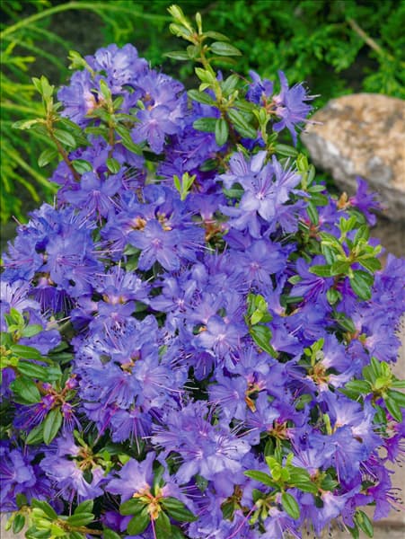 Rhododendron impeditum Saint Merryn