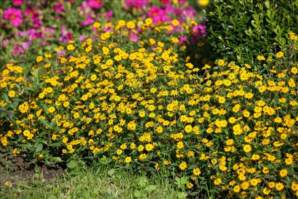 Sanvitalia procumbens