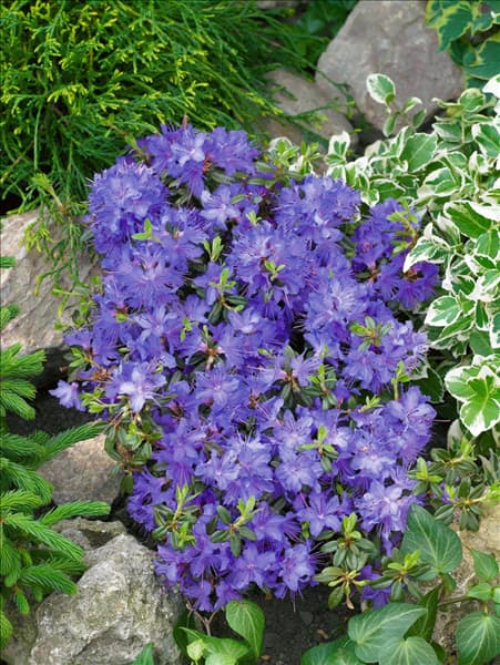 Rhododendron impeditum Saint Merryn