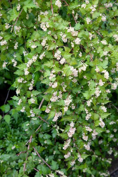 Stephanandra incisa Crispa