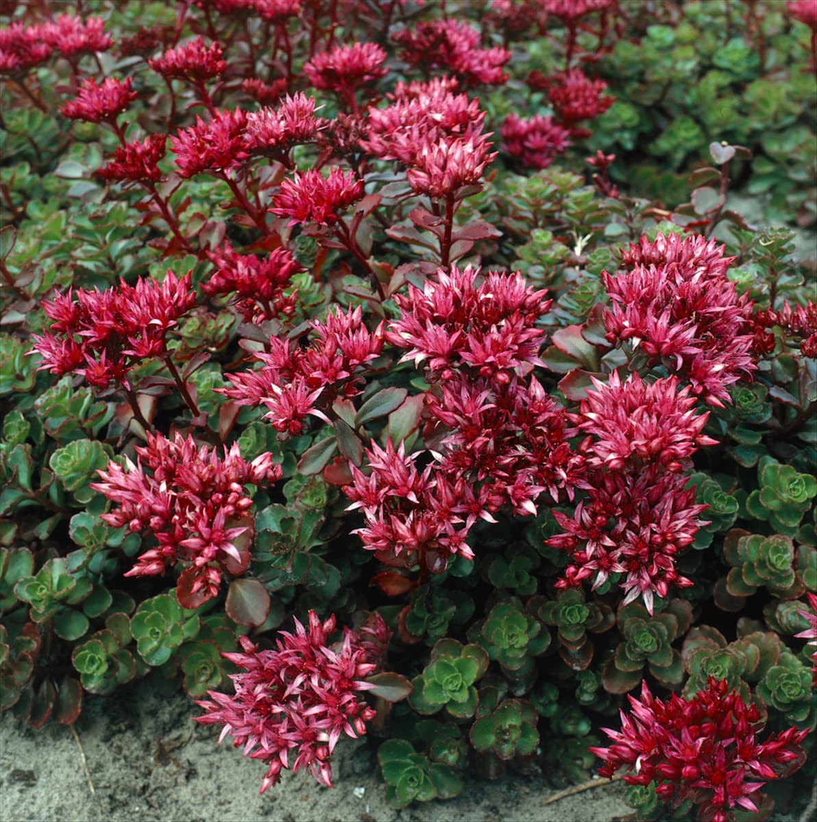 Sedum spurium Fuldaglut