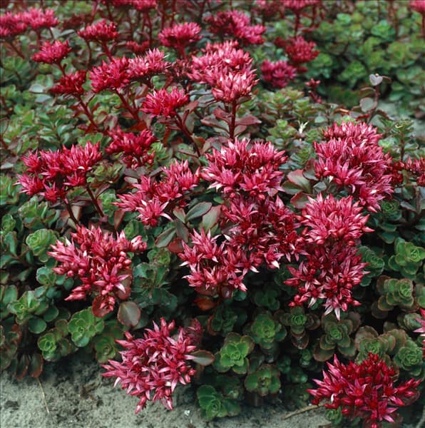 Sedum spurium Fuldaglut