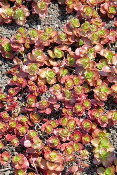 Sedum spurium Fuldaglut