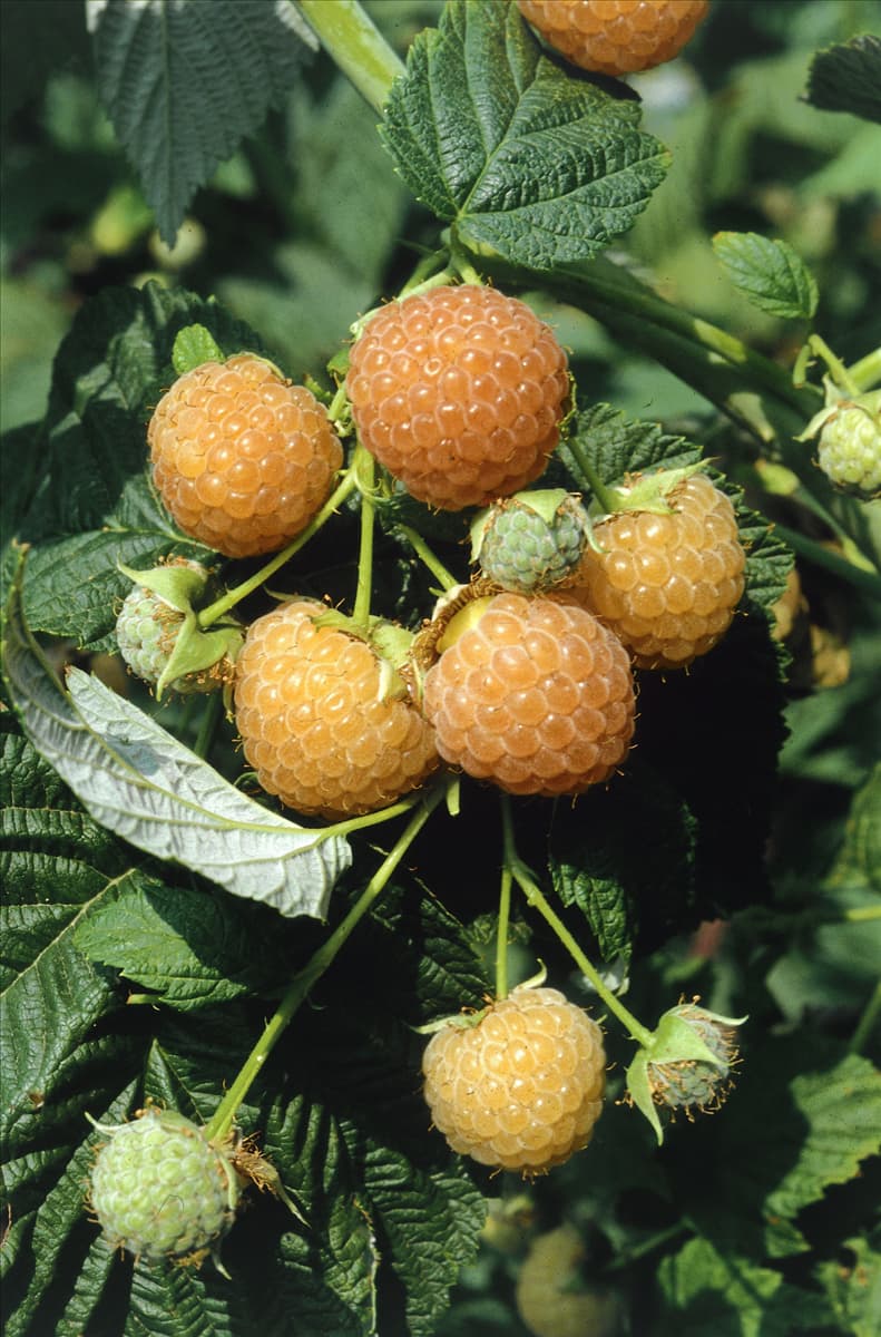 Rubus idaeus Fallgold