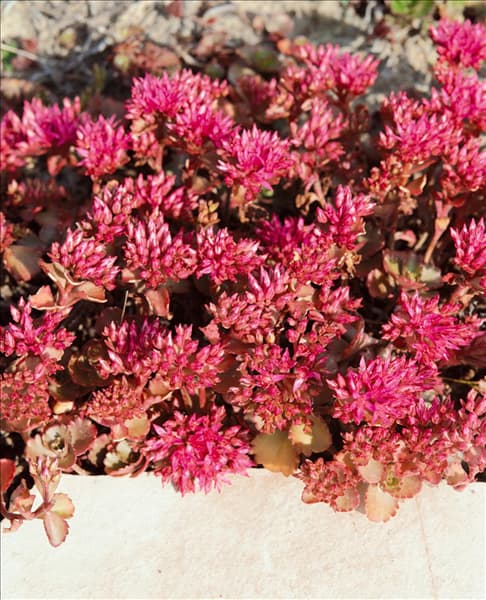 Sedum spurium Fuldaglut