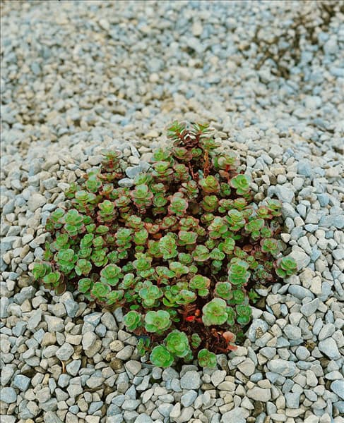Sedum spurium Fuldaglut