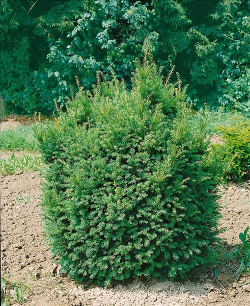 Taxus baccata Hessei