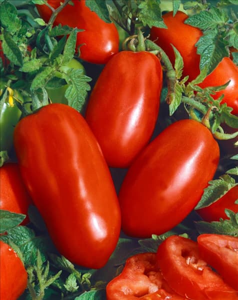 Tomaten SAN MARZANO