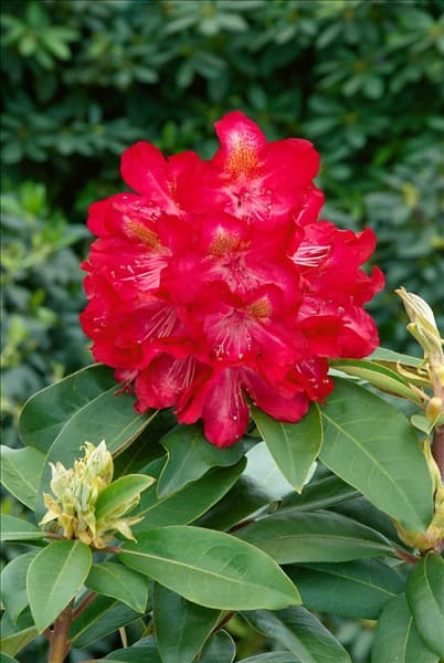 Rhododendron Hybride Junifeuer
