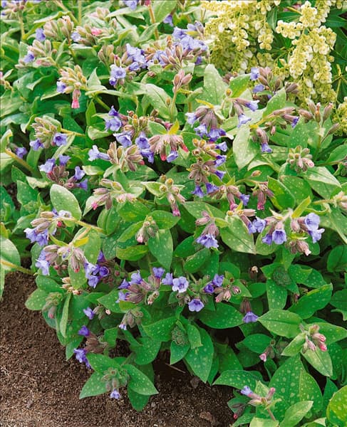 Pulmonaria saccharata Dora Bielefeld