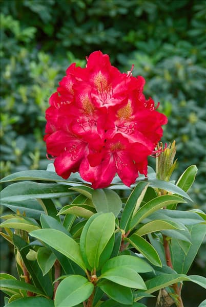 Rhododendron Junifeuer