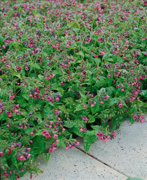 Pulmonaria saccharata Mrs. Moon