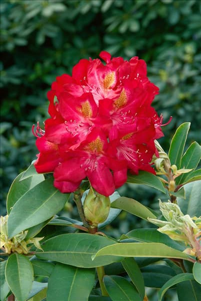 Rhododendron Hybride Junifeuer