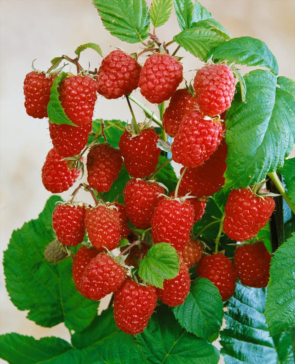 Rubus idaeus