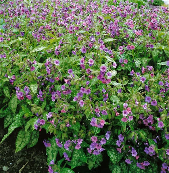 Pulmonaria saccharata Mrs. Moon
