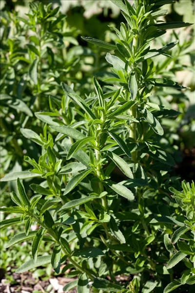 Stevia rebaudiana