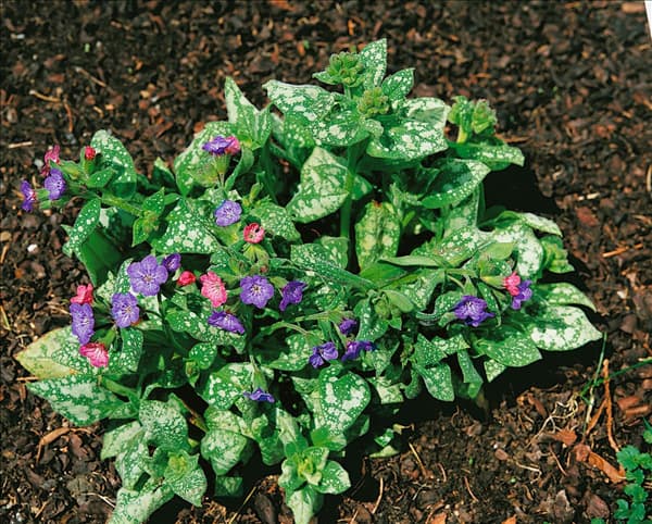Pulmonaria saccharata Variegata Freckles