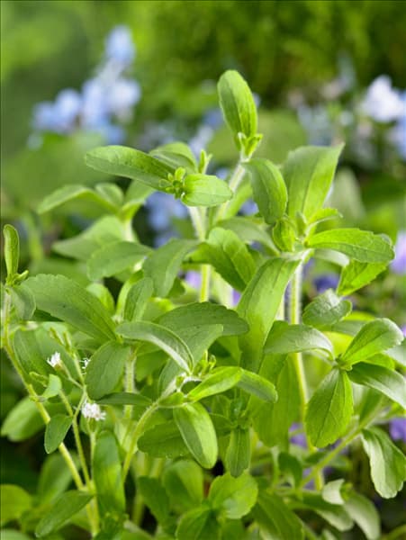 Stevia rebaudiana