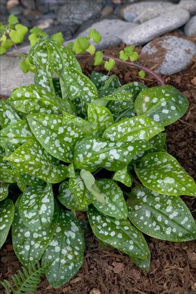 Pulmonaria saccharata Leopard