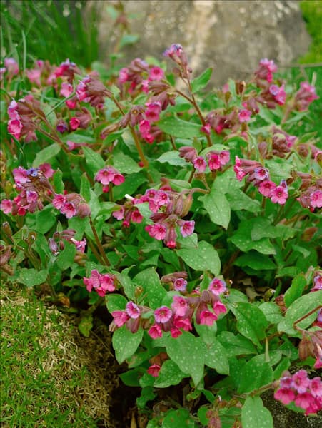 Pulmonaria saccharata