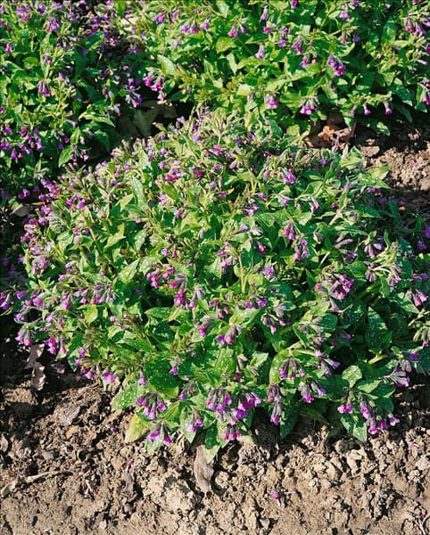 Pulmonaria saccharata Mrs. Moon
