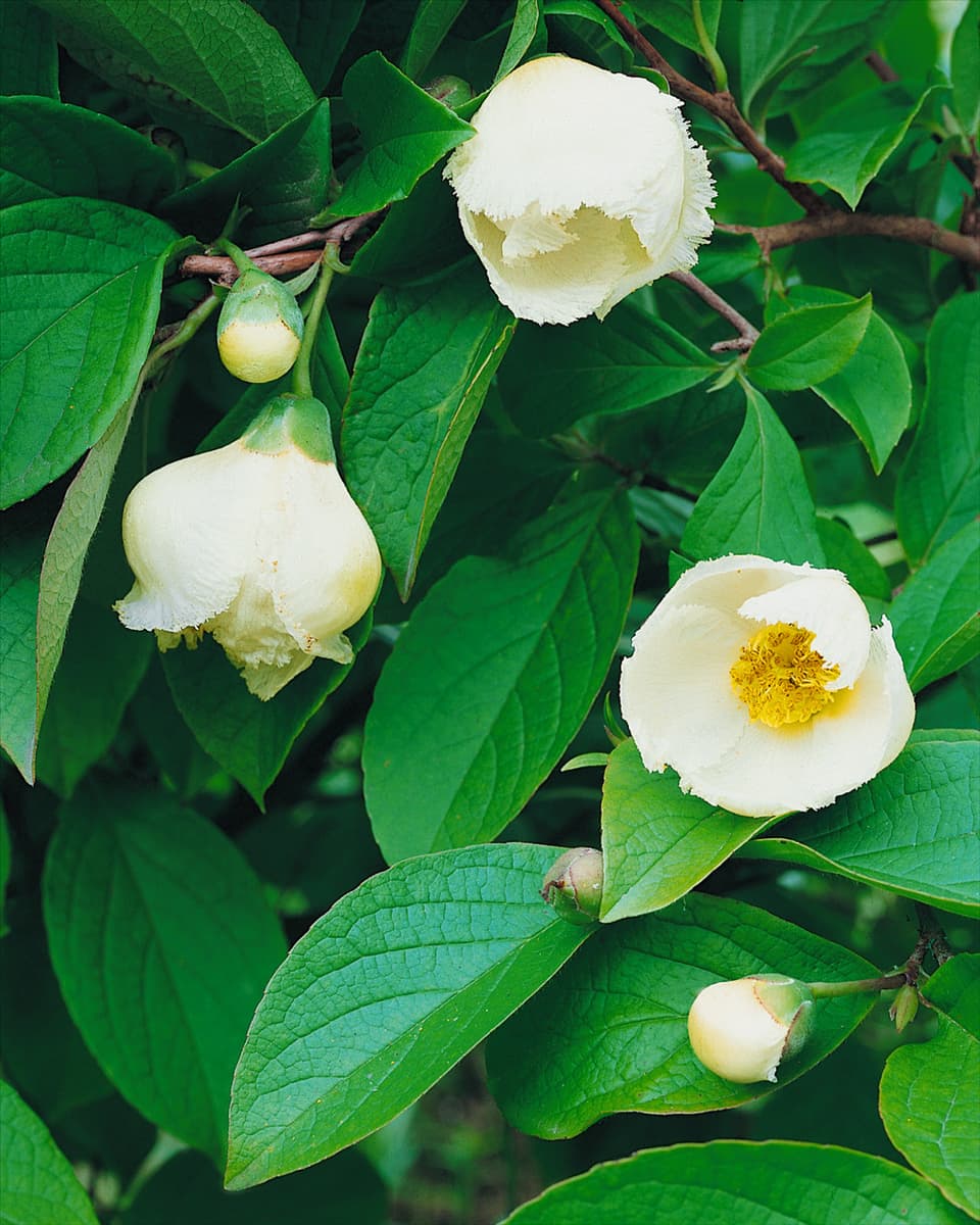 Stewartia pseudocamellia var. pseudocamellia