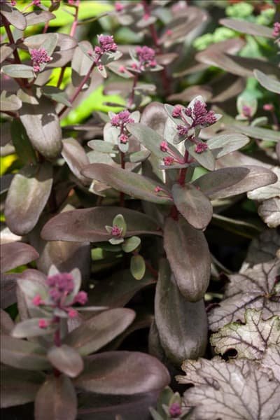 Sedum Desert Black