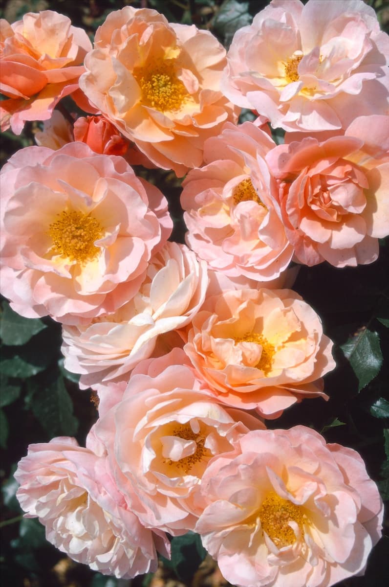 Rosa Meilomit MARIE CURIE