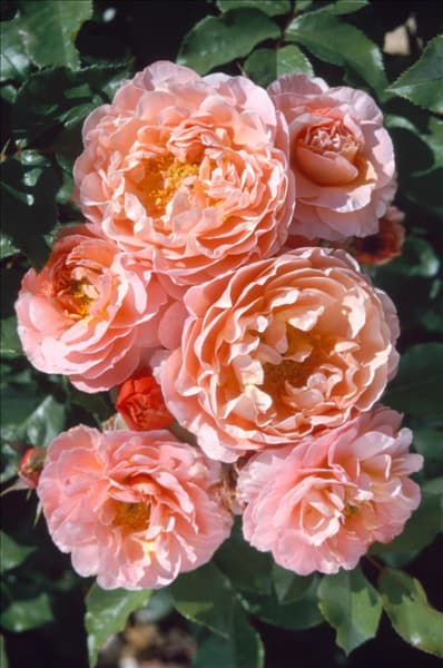 Rosa Meilomit MARIE CURIE