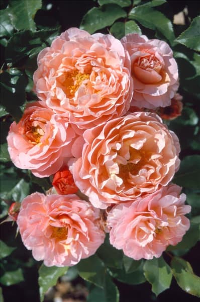 Rosa Meilomit MARIE CURIE