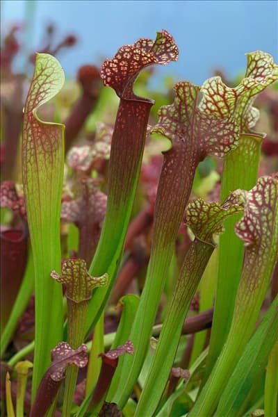 Sarracenia Judith Hindle