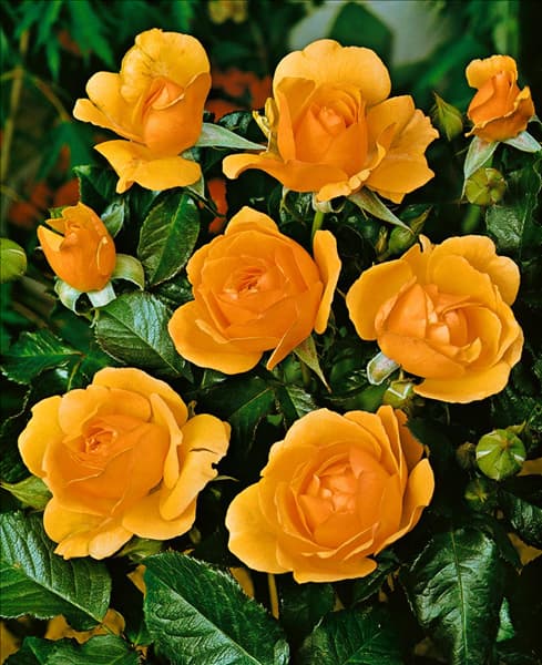 Floribunda Rose TYPE AMBER QUEEN