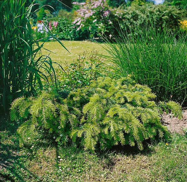 Taxus baccata Repandens