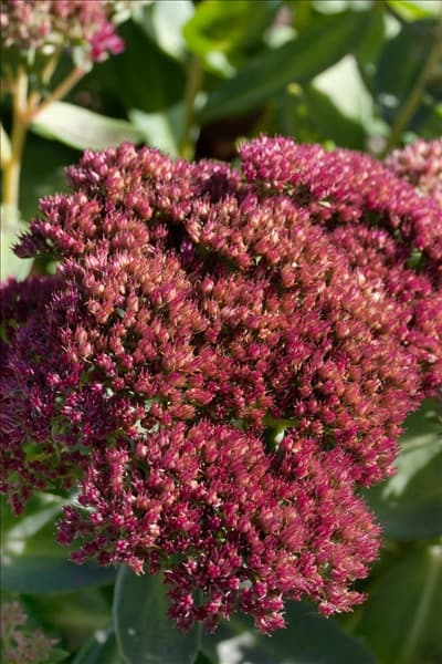 Sedum telephium Beka