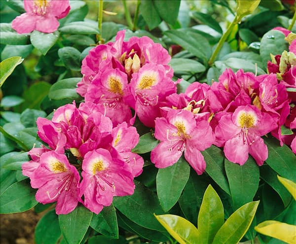Rhododendron Kate Waterer