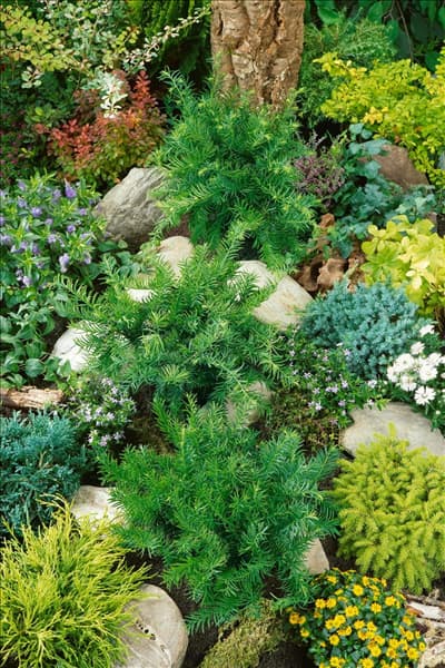 Taxus baccata Repandens