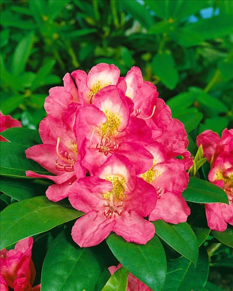RHODODENDRON YAKUSHIMANUM KATE WATERER