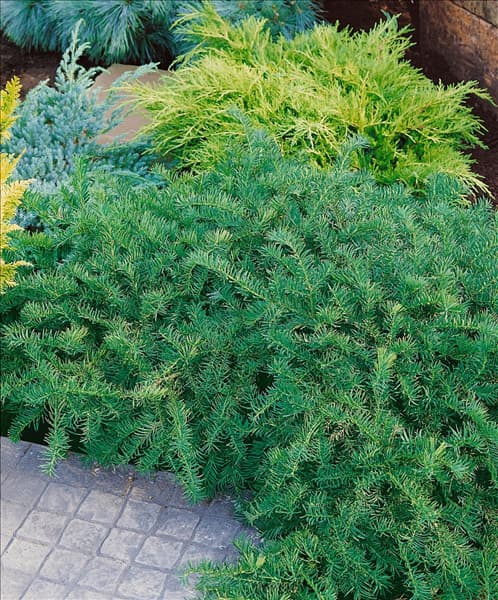 Taxus baccata Repandens