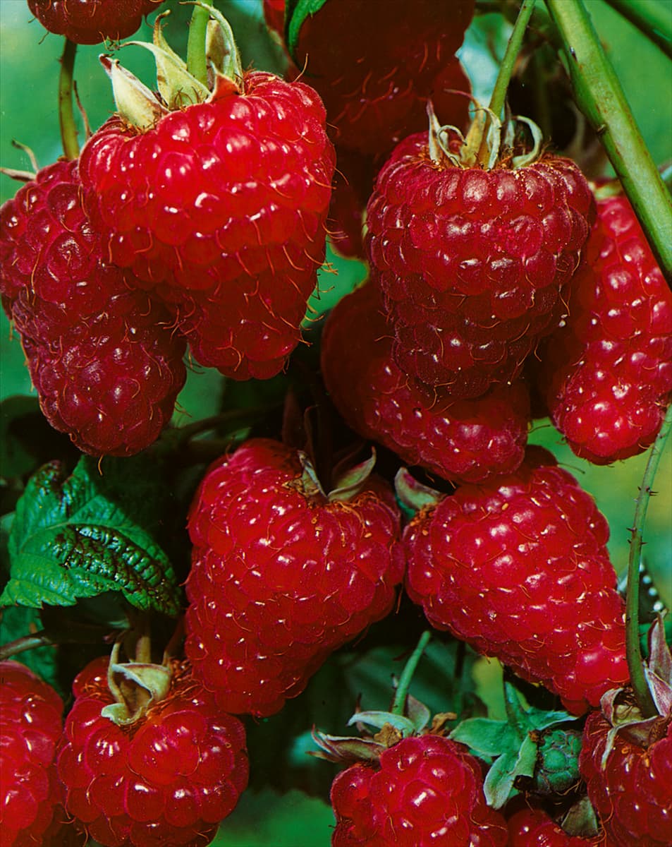 Rubus idaeus Zefa Herbsternte